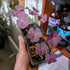 Oxalis triangularis (Purple Shamrock) - 7cm pot
